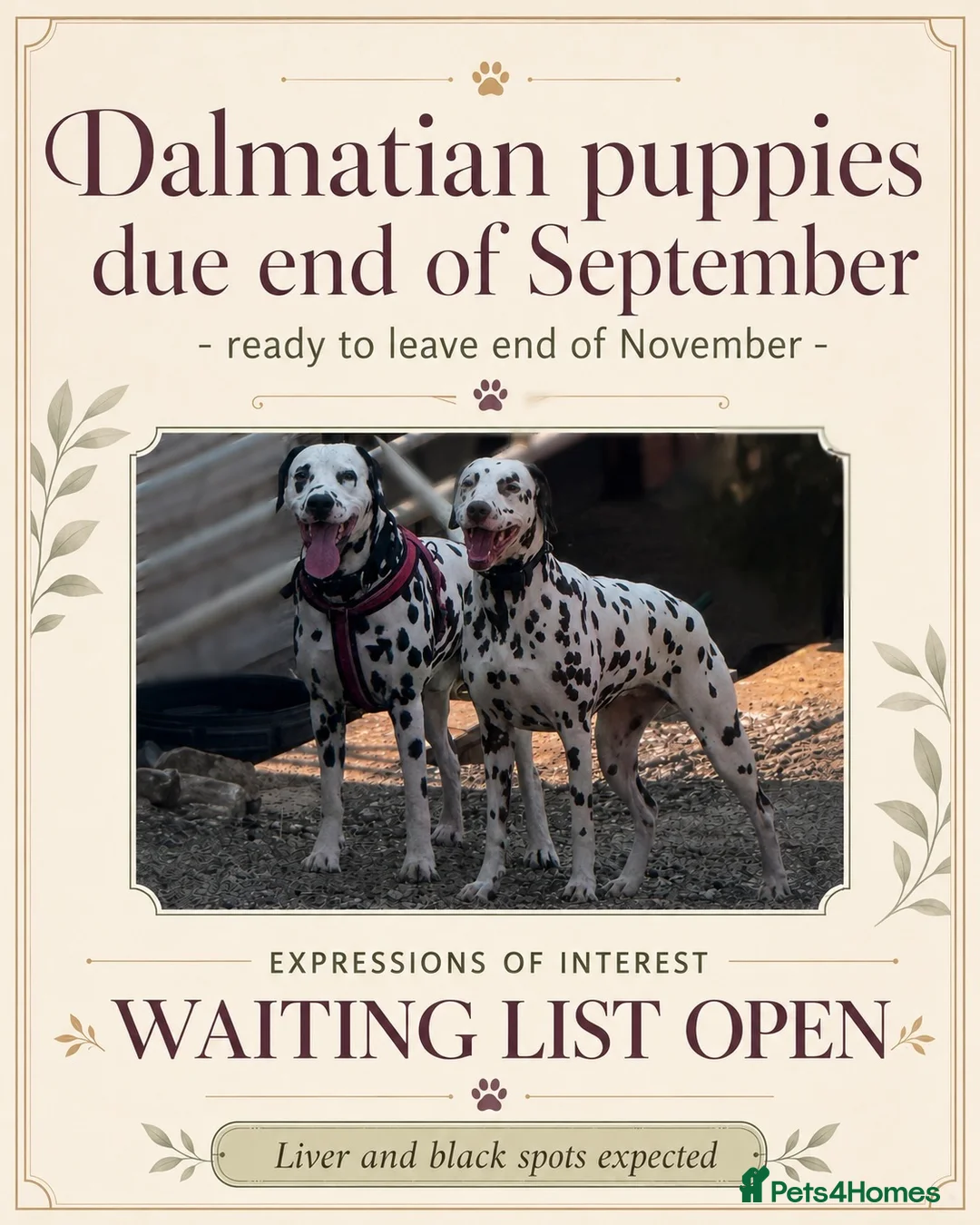Dalmatian dogs for sale: WAITING LIST NOW OPEN 🐾💫 - Advert 1