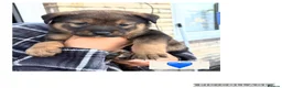 Mixed Breed dogs for sale: American Akita x Rottweiler puppys - Advert 1