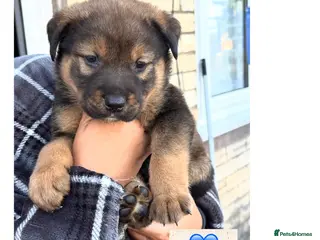 Mixed Breed dogs American Akita x Rottweiler puppys - Advert 1
