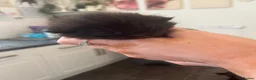 Mixed Breed cats for sale: Exotic kittens  in Portsmouth - Advert 7