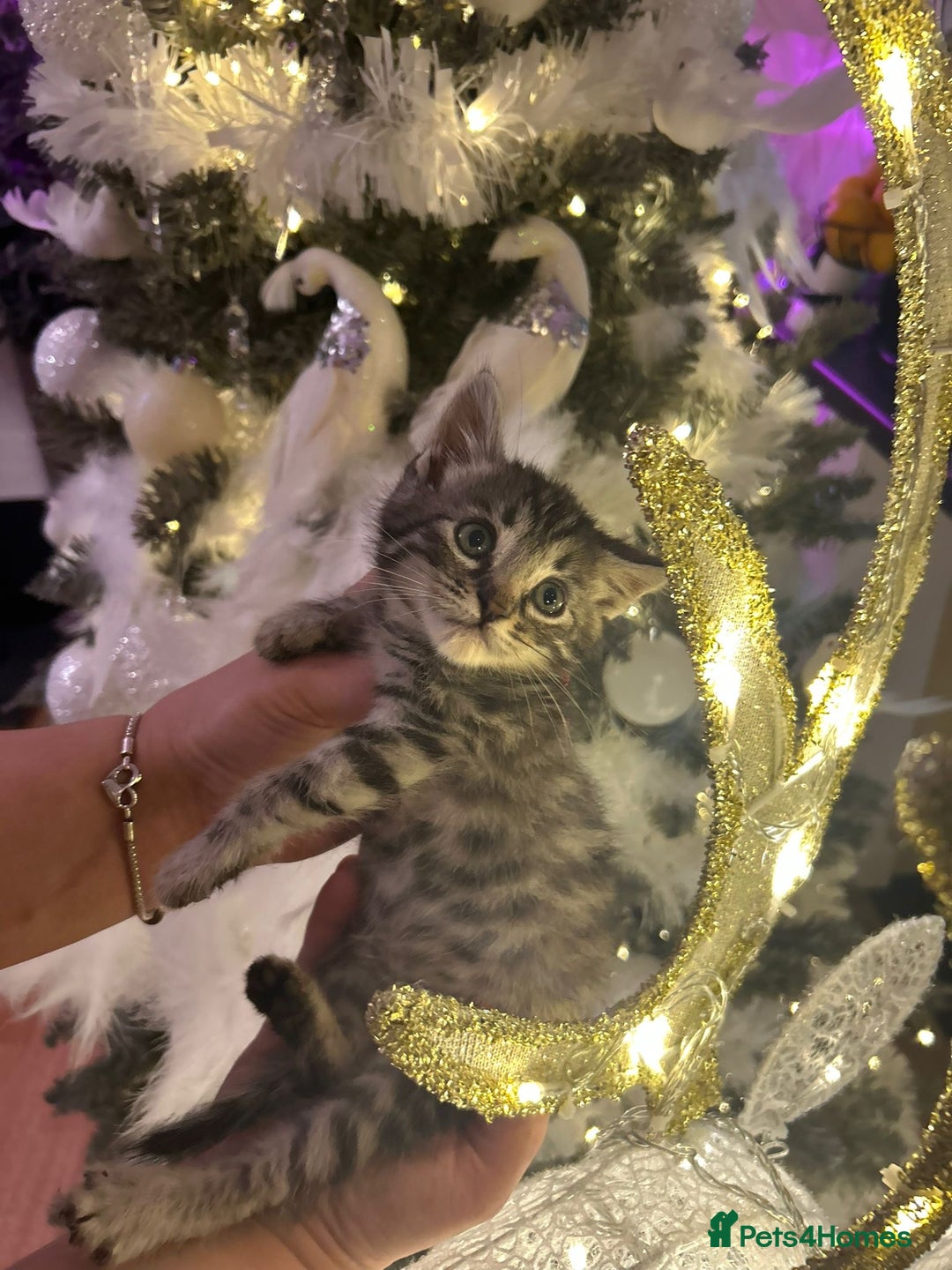 Egyptian Mau cats for sale: TICA REG SNOW SILVER & SMOKE EGYPTIAN MAU X BENGAL - Advert 1