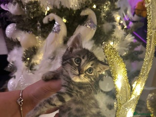 Egyptian Mau cats TICA REG SNOW SILVER & SMOKE EGYPTIAN MAU X BENGAL - Advert 1