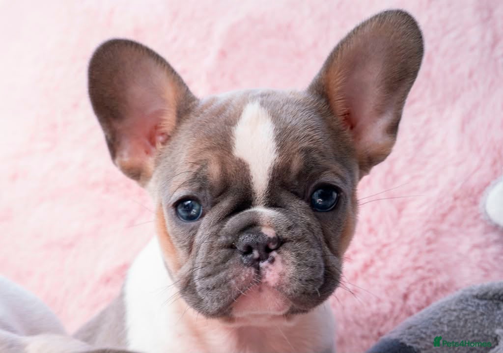 French Bulldog dogs for sale: Stunning litter of pied French bulldogs - Advert 29