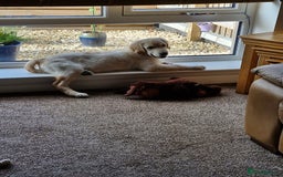 Golden Retriever dogs for sale: Puppy aged 8 months, must be rehomed. - Image 8