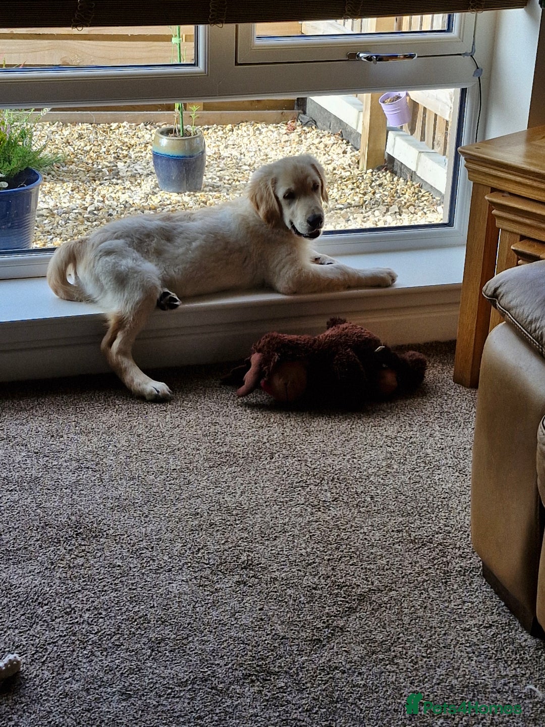 Golden Retriever dogs for sale: Puppy aged 8 months, must be rehomed. - Image 8