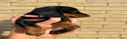 Miniature Dachshund dogs for sale: Beautiful Miniature Daschund Puppies  - Advert 13