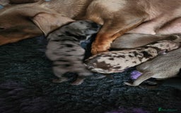 Miniature Dachshund dogs for sale: Stunning KC reg miniature dachshund - Image 3