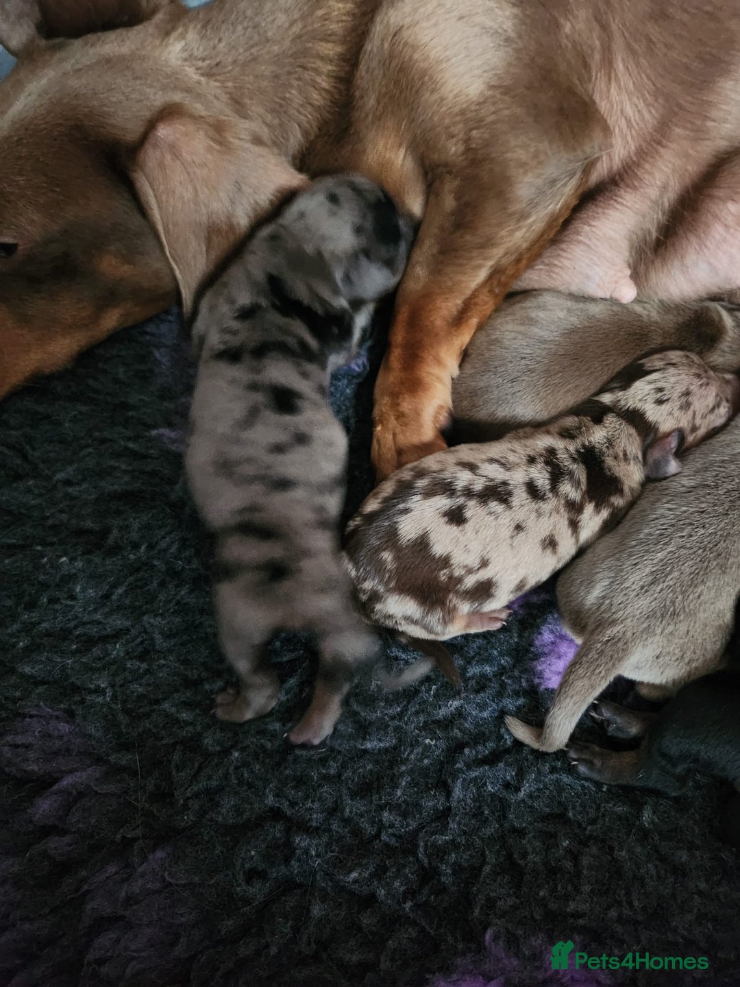 Miniature Dachshund dogs for sale: Stunning KC reg miniature dachshund - Image 3