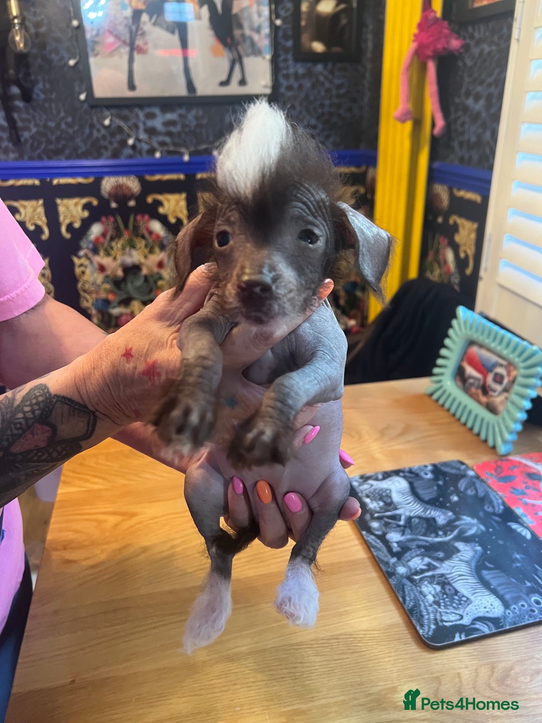 Chinese Crested dogs for sale: Stunning part hairless Chinese crested pups - Image 9