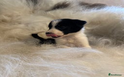 Border Collie dogs for sale: Border Collie puppies for sale - Image 12