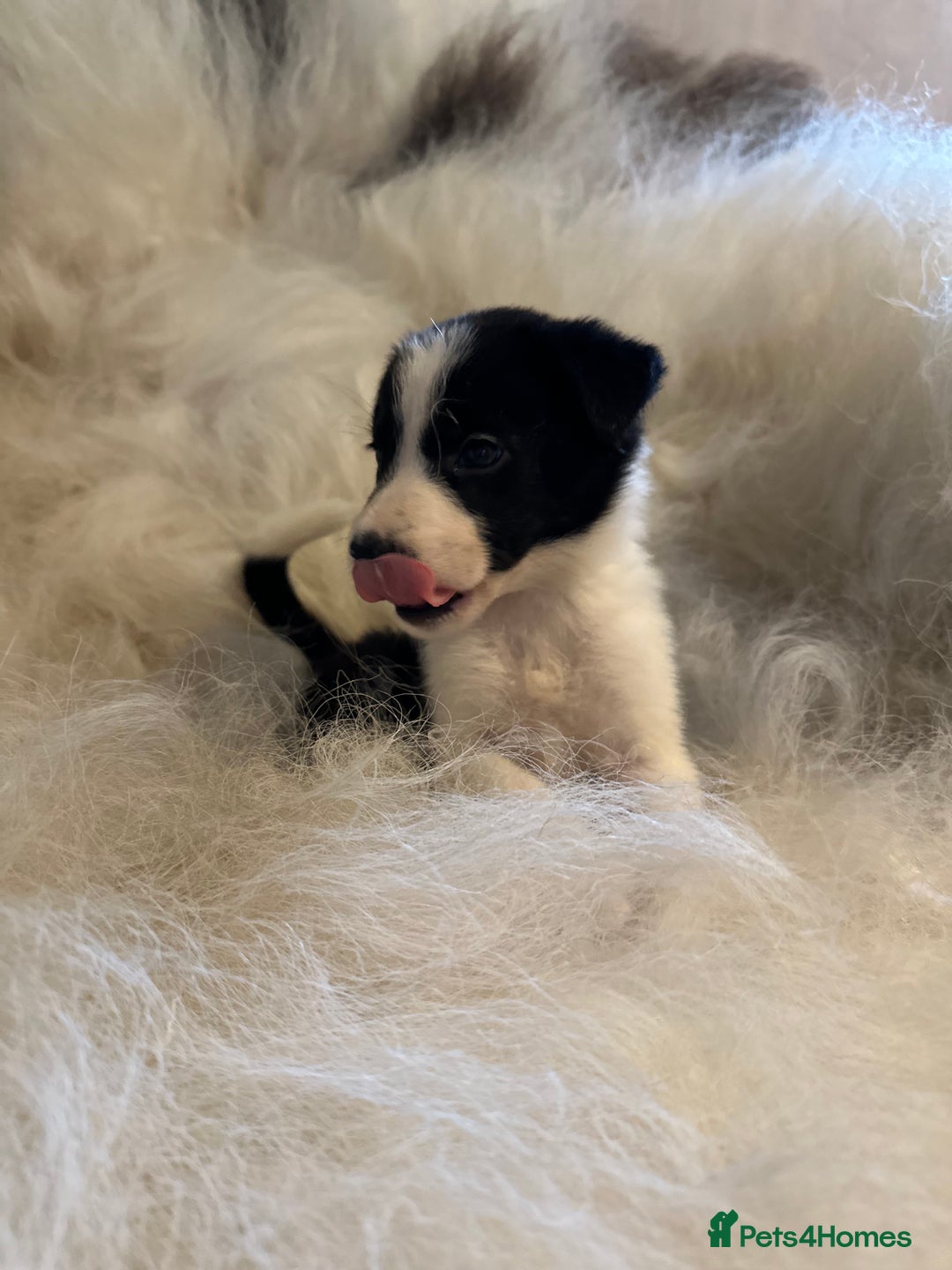 Border Collie dogs for sale: Border Collie puppies for sale - Image 12