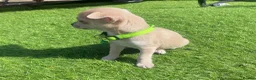 Chihuahua dogs for sale: Chihuahua puppies 1 boy💙 left  - Advert 5