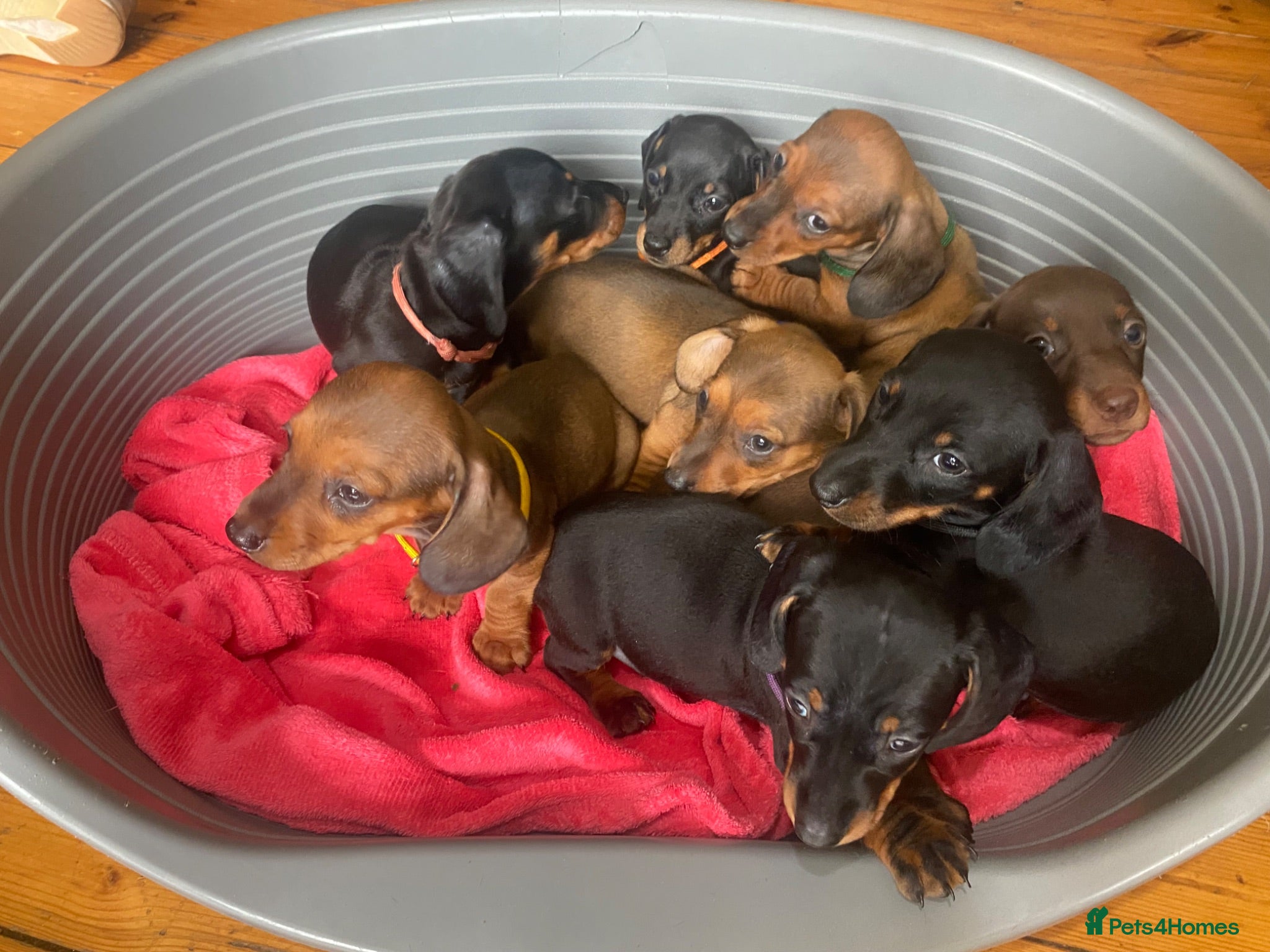 Miniature Dachshund dogs     Chocolate, Red & Black/Tan Dachshunds - Advert 2