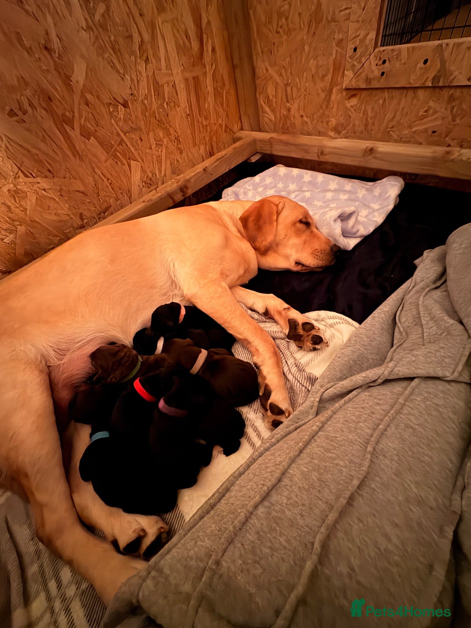 Labrador Retriever dogs Gorgeous Labrador Puppies – Ready Now 🐾 - Advert 4
