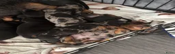 Dachshund dogs for sale: Dachshunds for sale - Advert 19