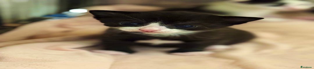 Domestic Shorthair Kitten 1