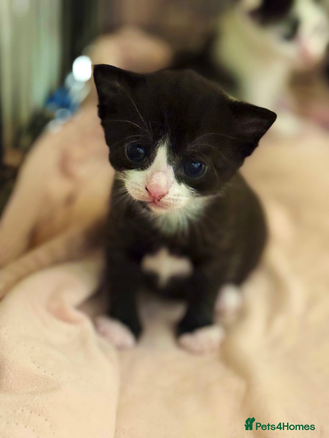 Domestic Shorthair cats for sale: Two beautiful kittens left - Image 2