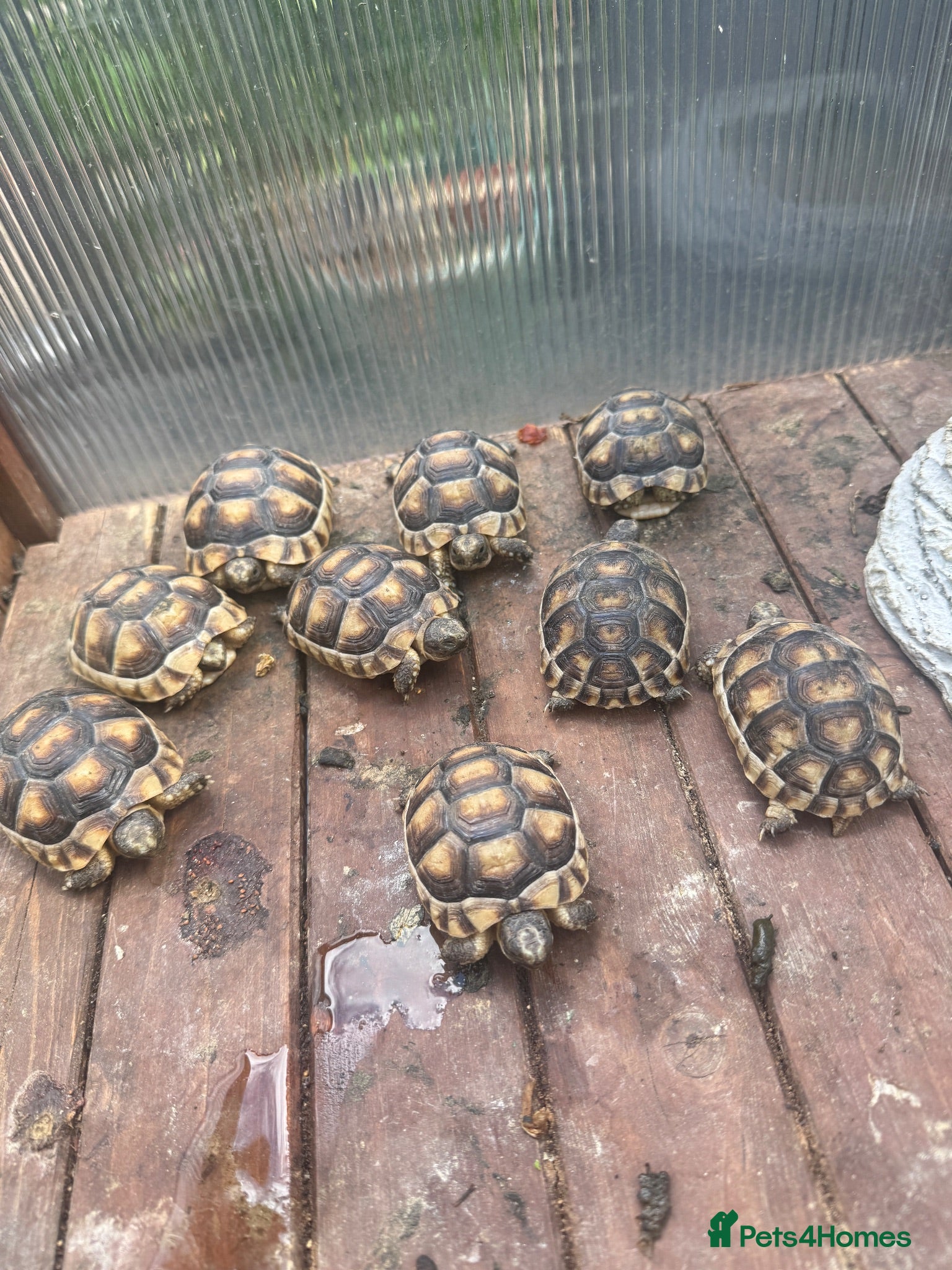 Tortoise reptiles Marginated tortoise  - Advert 6