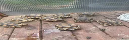 Tortoise reptiles for sale: Marginated tortoise  in Grays - Advert 1
