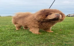 Chow Chow dogs for sale: Russian Lilac male chow chow - Image 1