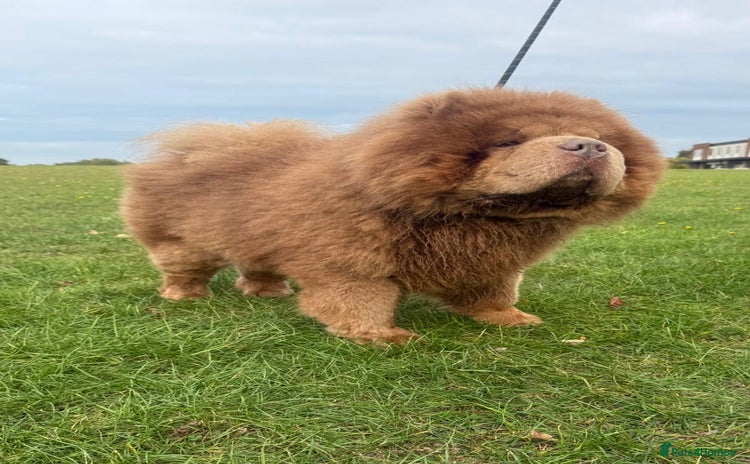 Chow Chow dogs - Advert 1