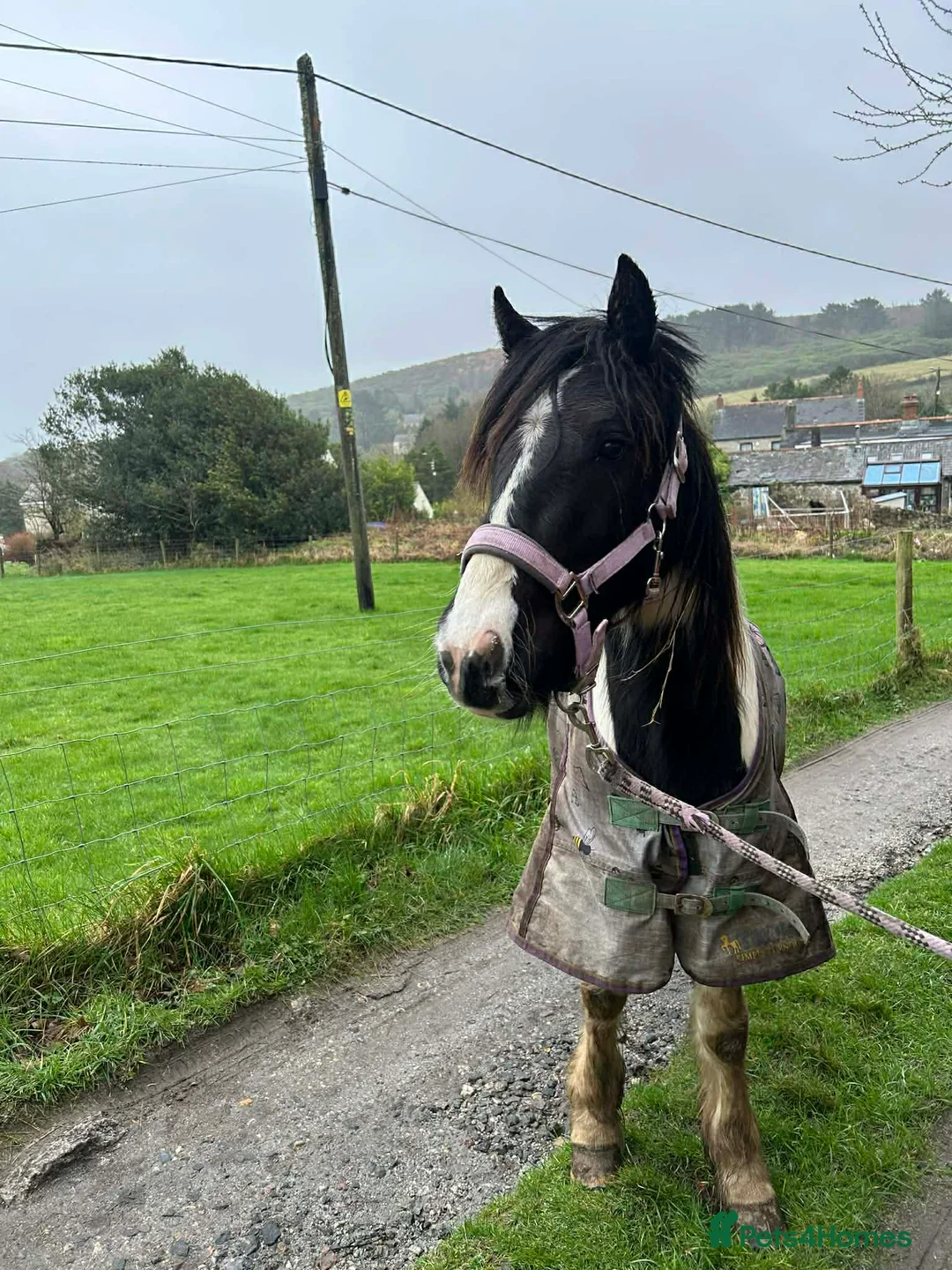 Paint horses for sale: Lola cob x paint  - Advert 11