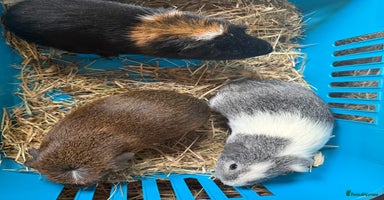 Guinea Pig rodents - Advert 7
