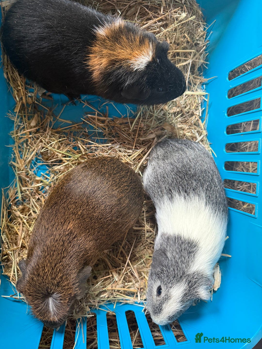Guinea Pig rodents for sale: Baby male guinea pigs - Image 2