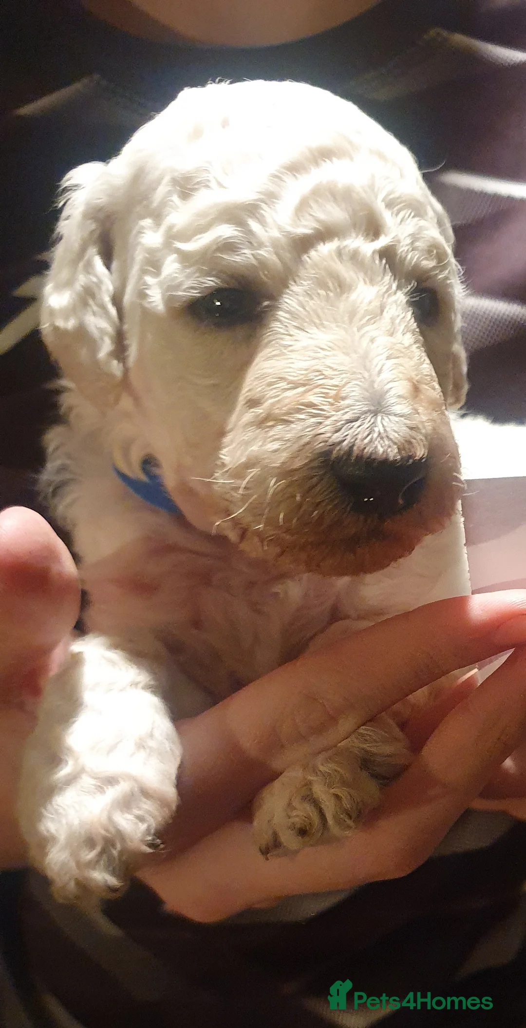 Standard Poodle dogs for sale: KC Standard poodles puppies from Champion lines - Advert 6