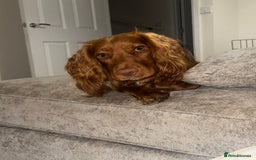 Cocker Spaniel dogs for stud: Beautiful unproven working cocker for stud  - Image 4