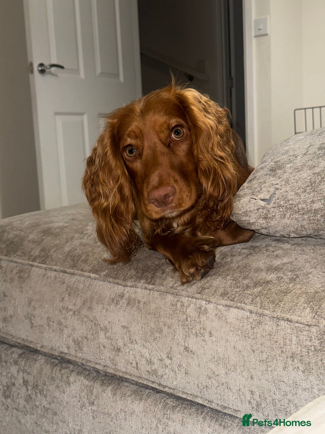 Cocker Spaniel dogs for stud: Beautiful unproven working cocker for stud  - Image 4