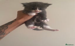 Mixed Breed cats for sale: Ragdoll cross birthed 5 babies in Paignton - Image 12