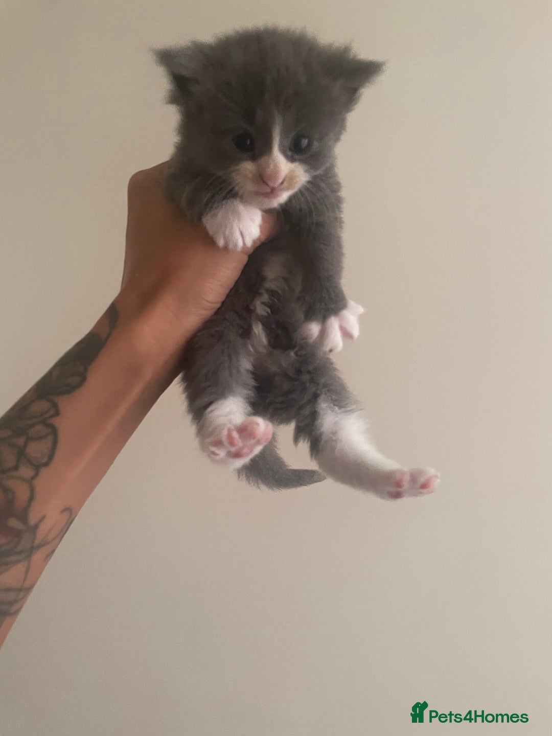Mixed Breed cats for sale: Ragdoll cross birthed 5 babies in Paignton - Image 12