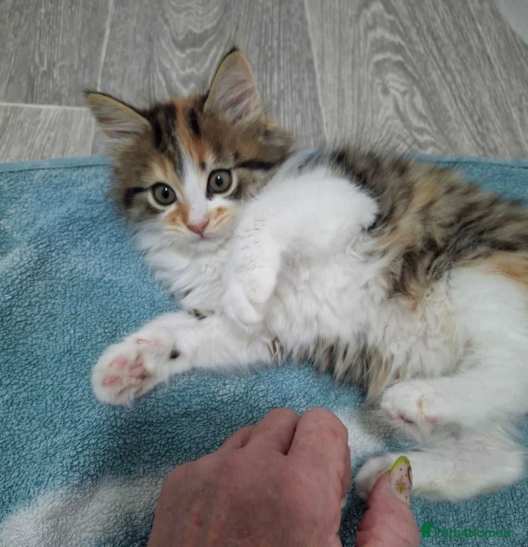 Maine Coon cats for sale: Absolutely Stunning Part Maine Coon Calico Female - Image 10