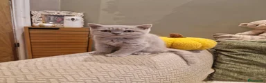 British Shorthair 2