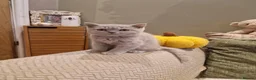 British Shorthair cats for sale: Beutiful British shorthair kittens  - Advert 3