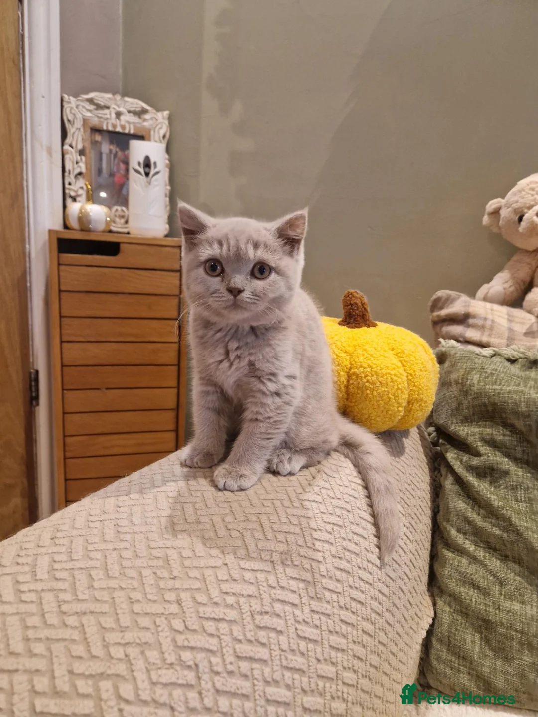 British Shorthair cats for sale: Beutiful British shorthair kittens  - Advert 3