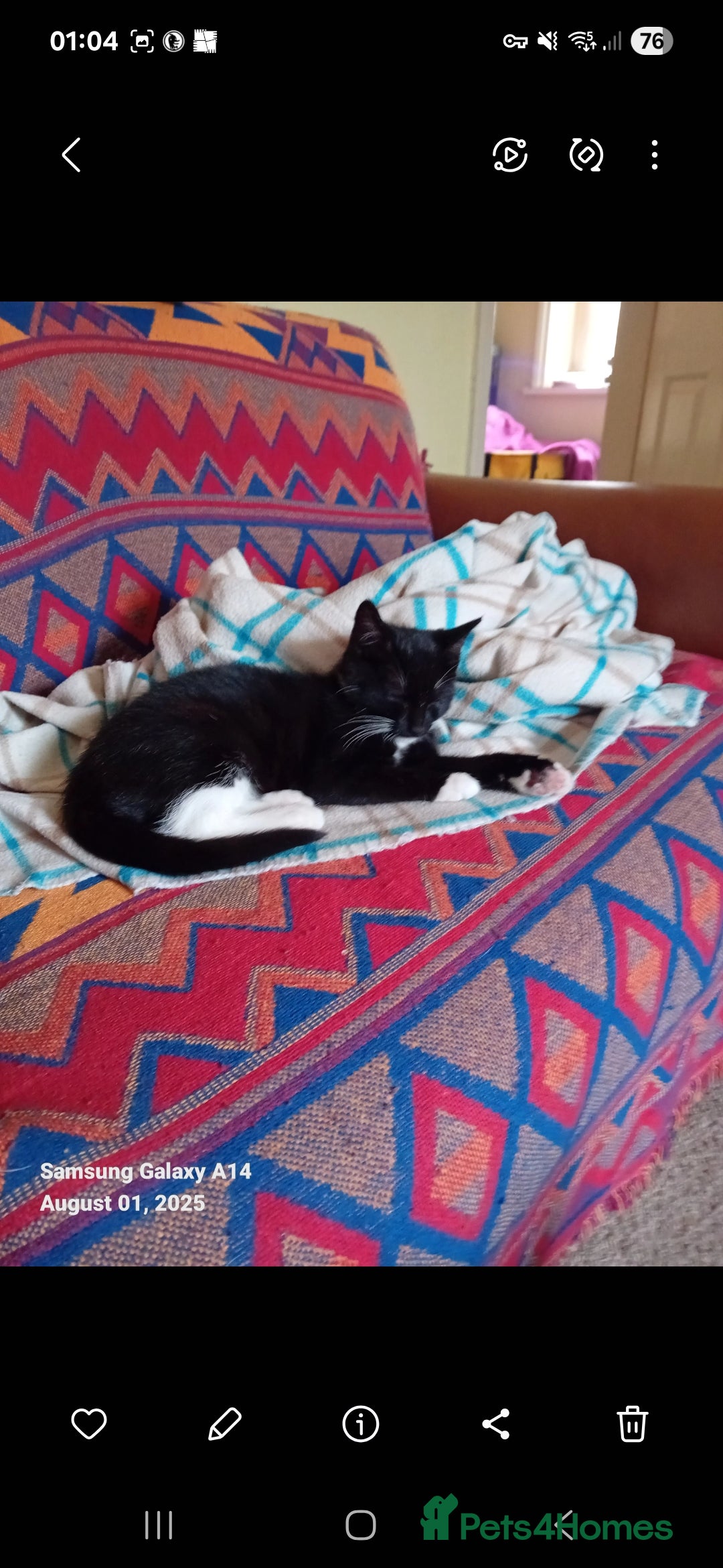 British Shorthair cats for sale: Wee George  - Advert 14