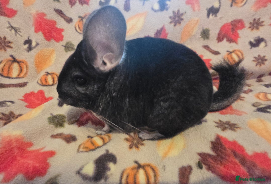 Chinchilla rodents for sale: Black pearl Carriers - Image 22