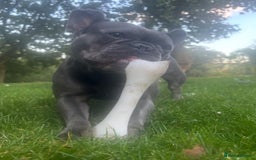 French Bulldog dogs for sale: Blue French bulldog - Image 3