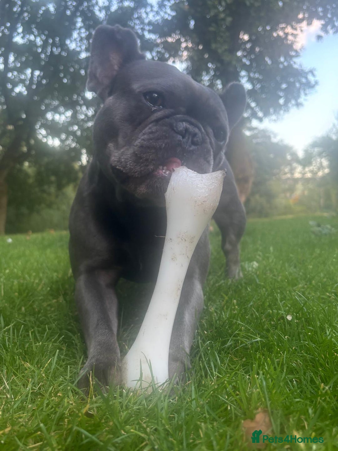 French Bulldog dogs for sale: Blue French bulldog - Image 3