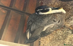 Ducks poultry for sale: 6 beautiful call ducks  - Image 2