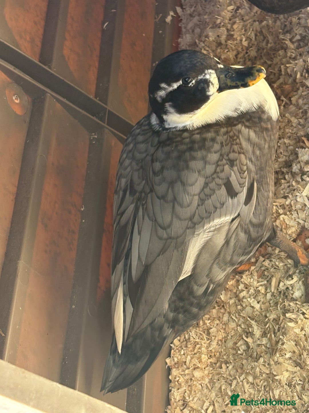 Ducks poultry for sale: 6 beautiful call ducks  - Image 2