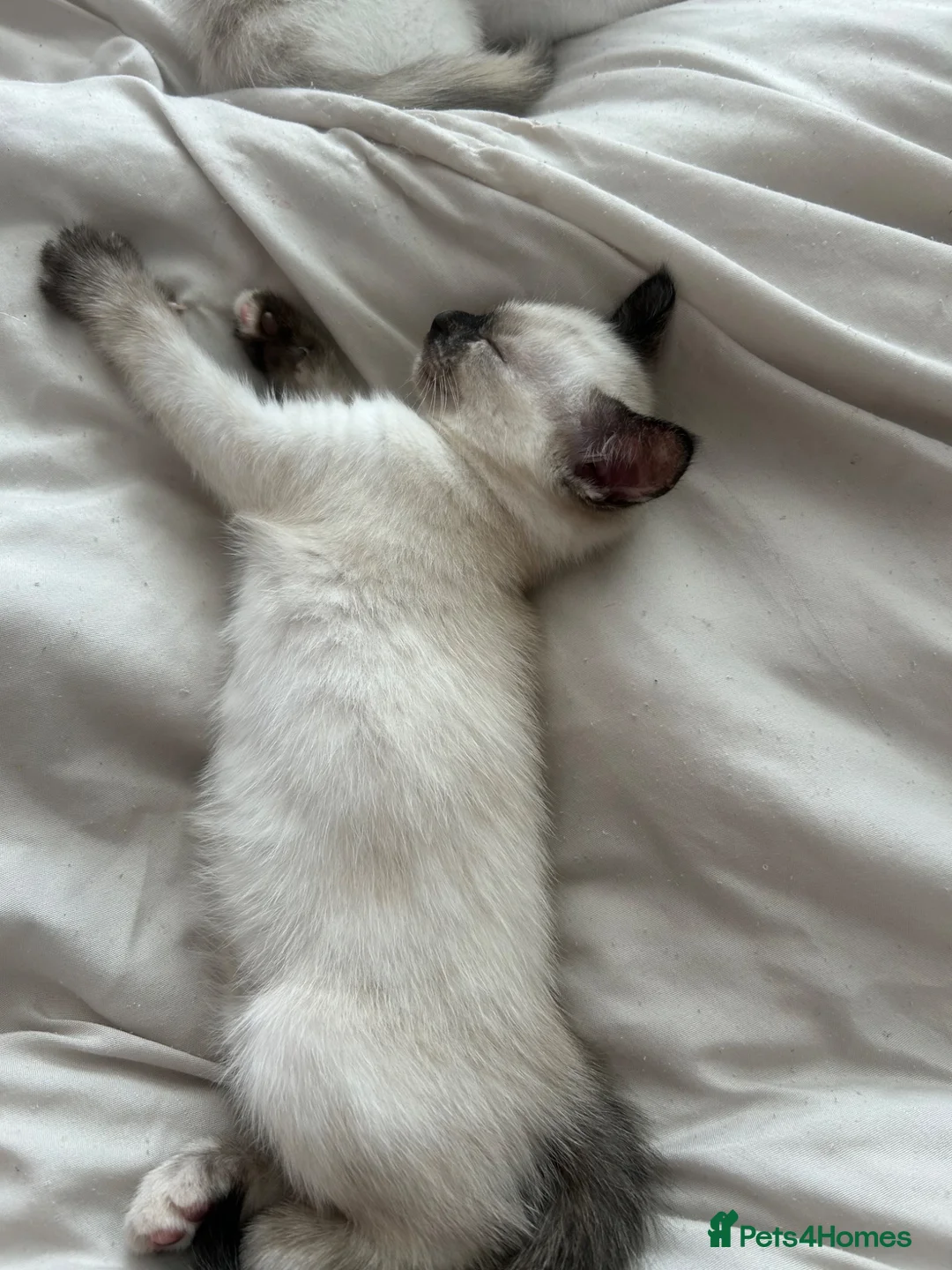 Mixed Breed cats for sale: Beautiful girl kitten  - Advert 2