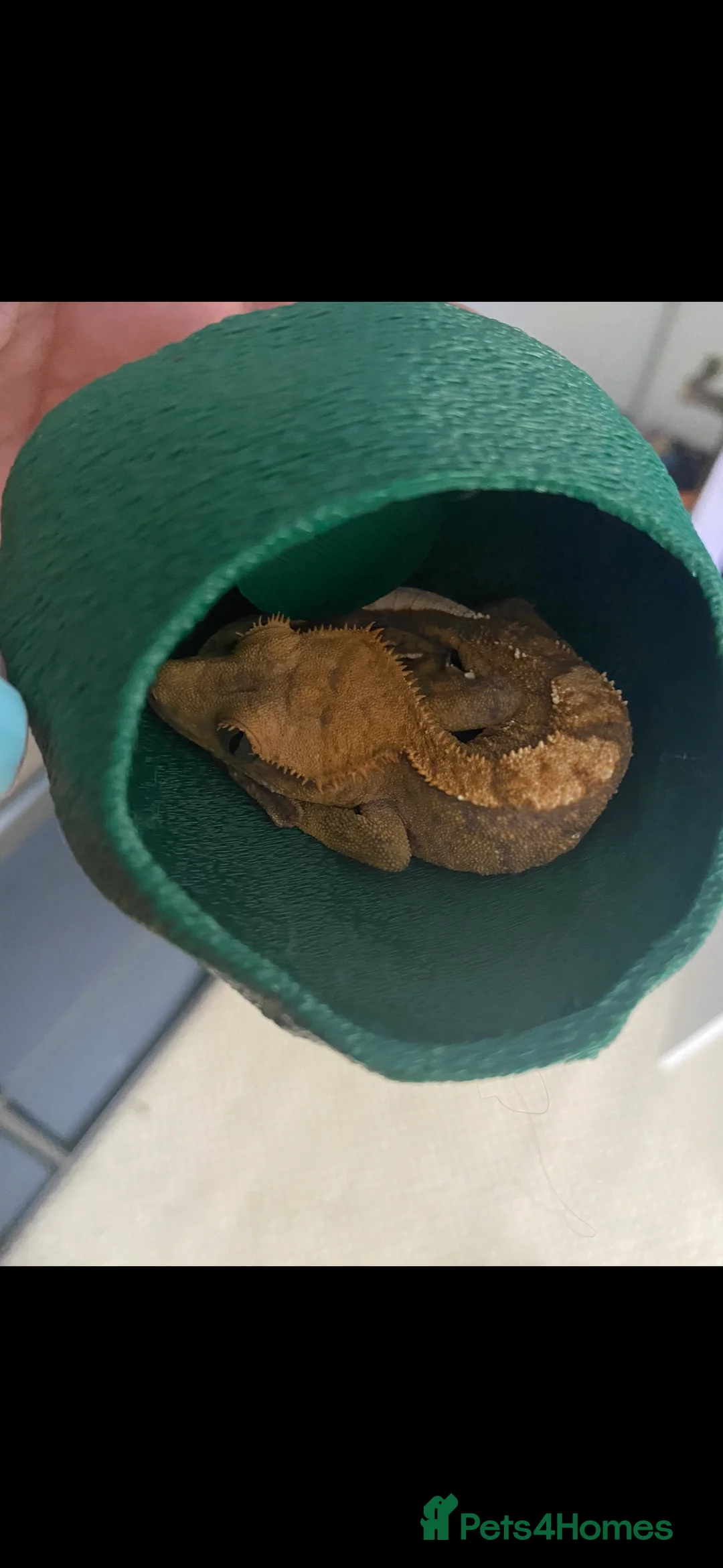 Gecko reptiles for sale: Gary gecko and enclosure  in Witney - Advert 3