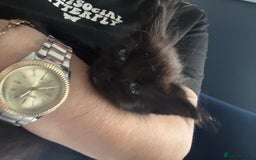 Mixed Breed cats for sale: Beautiful kittens looking for there forever home  - Image 7
