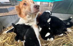 Bordoodle dogs for sale: Adorable Bordoodle (collie-poo) pups for sale  - Image 4