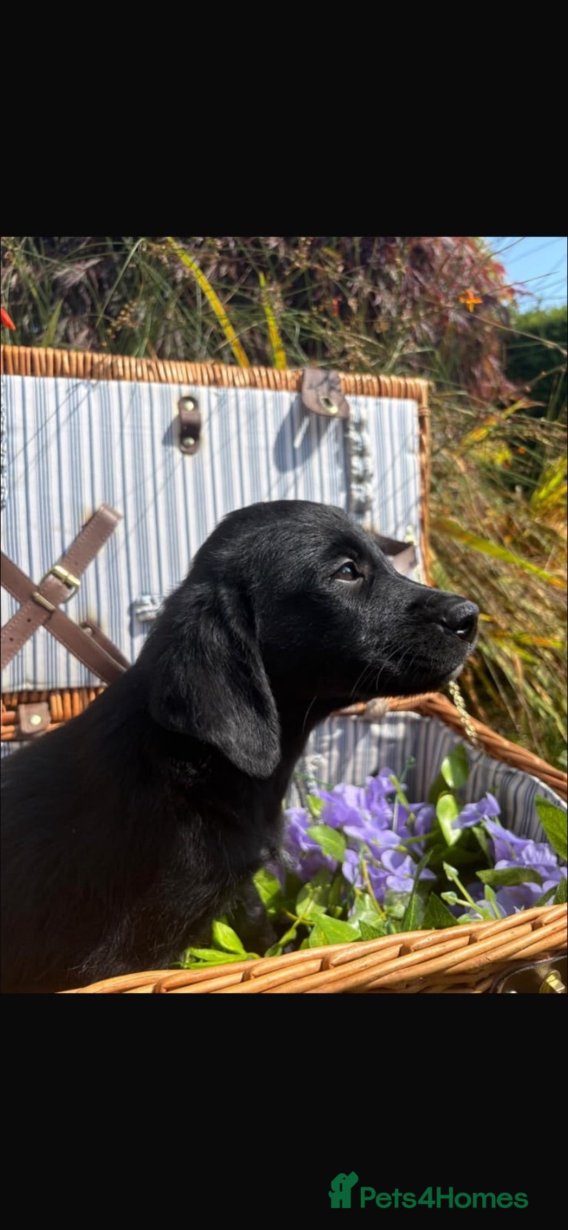Mixed Breed dogs 3 stunning black girls left ❤️❤️❤️ - Advert 2