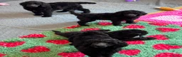Standard Poodle dogs for sale: STANDARD POODLE PUPPIES FULLY TESTED PARENTS  - Advert 2