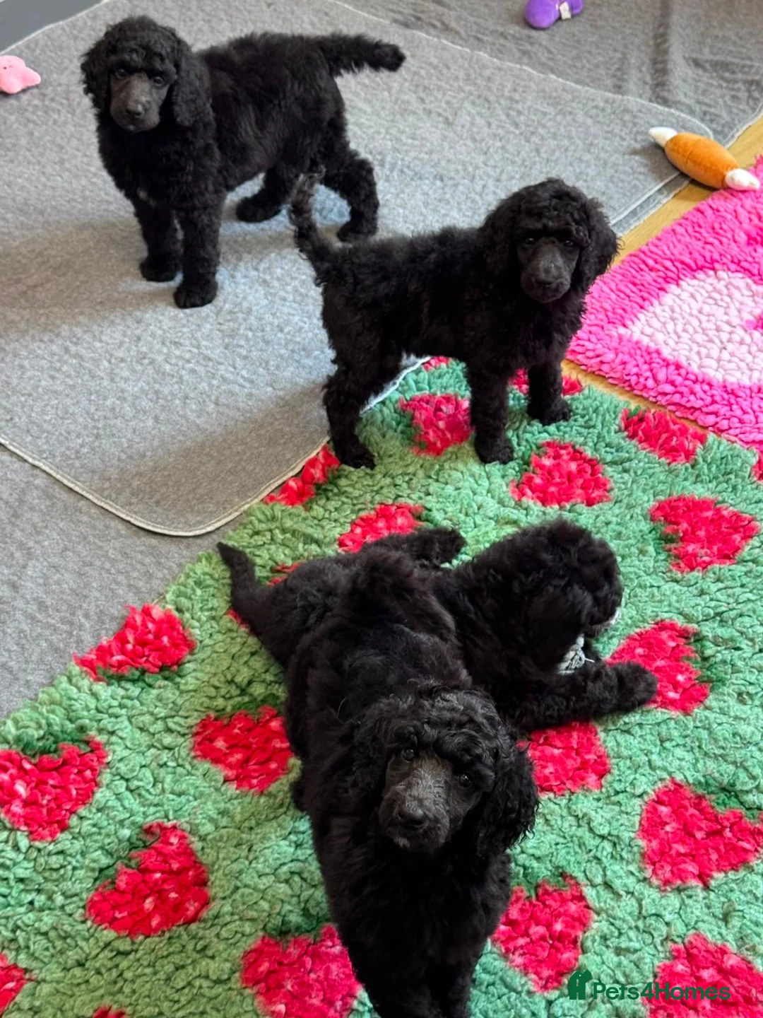 Standard Poodle dogs for sale: STANDARD POODLE PUPPIES FULLY TESTED PARENTS  - Advert 2